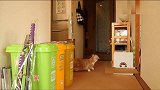 太好笑了，主人耍招戏逗猫咪，猫咪差点飞了！