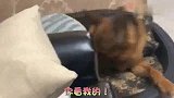 德牧见主人被子没盖好，立刻示范给主人看，主人智商被碾压