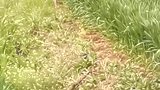 在地里给小麦打农药，突然出现了这么一个东西，吓死宝宝了！