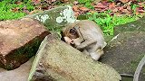 可怜的小男孩不明白小猴子的行为，也不知道他在干嘛