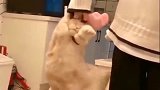 萌宠猫咪：橘猫：赶紧放开我，不然我就用佛上无影脚踢你了