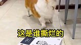 一个个都是戏精上身，真演戏呀