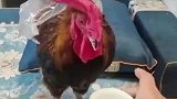 女子跟自家公鸡对饮