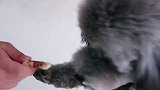 妲己：别人给的东西不能吃，网友：好聪明的狗狗