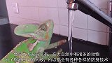 小伙实验变色龙遇到水会不会变色，没想到变色龙居然不走寻常路
