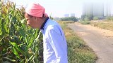 美女偷玉米偷上瘾，没想小伙假装成稻草人捉贼，真是太搞笑了