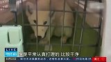 南京一市民在路边捡到北极狐，市民捡到北极狐民警为其觅新家