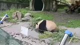 游客在动物园参观时，发现一只功夫熊猫