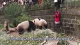 女孩不慎掉进熊猫园，三只熊猫看见后，各种动作笑翻众人！
