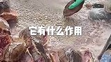 当归就是乌龟吗，都是药材吗，它有什么作用？