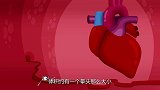 世界“最大”心脏，重达500多斤，血管大到可以钻个人！