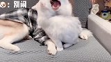 猫和狗相处得太和谐了，猫咪的眼神充满爱意，真爱啊