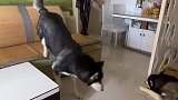 心有灵犀一点通！都知道抢答了