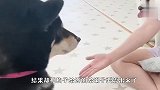 3只柴犬组团抢零食，小主人气得哇哇大哭，画面太逗了