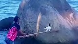 小猫被困，猫妈妈向人类求助