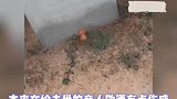 本来在给去世的亲人敬酒有点伤感，却被她逗笑了
