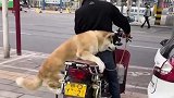 狗子坐摩托车，一看就是老乘客