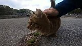 野外玩耍被一只流浪猫缠上了，不给食物就不走，怎么办
