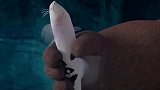 熊出没之探险日记 ：熊大一个人掉进大坑里了！怎么办呀熊大