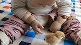 萌宝整蛊鸡仔，他的手段有点残忍，你就不担心它一会咬你的命根？