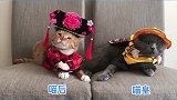 猫爸猫妈领养计划20，猫爸纪念特辑，片尾有彩蛋！