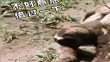 树懒到底有多懒，遇到蟒蛇也不绕道，直接压着过去！