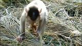 被宠坏的猴子索瓦娜正在哭泣，因为爸爸林的恐慌使她在稻田里释放
