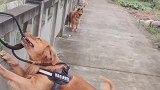 如果被坏人抓了，看看大金毛是怎么解救自己的同伴的！