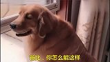 主人给金毛说外面有狗骂你，金毛反应亮了，都快笑出六块腹肌