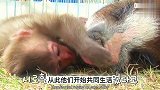 猴哥坐骑竟是二师兄