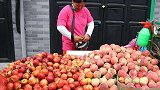 十万斤桃子大丰收，果农却发愁没人来收，1元1斤为何卖不出去？