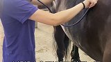 带飓风去医院的路上尽显吃货本性马 飓风呀 动物图鉴