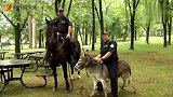 国外恶搞，警察为了追小偷，无奈骑上一头不听话的小驴费劲追赶