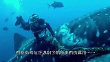 潜水员意外发现了海底上锁的铁笼，笼子里竟有两只“美人鱼”！