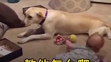 外国一个小萌娃不会爬，家长让家里的狗狗担当教学重任