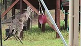 萌趣！澳大利亚一小袋鼠迷上了玩秋千，疯狂地跳来跳去