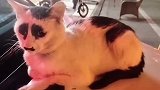 猫咪：是谁在嘲笑我的长相？