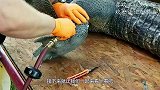 鳄鱼剥皮现场，直接往皮肉里充气，使其皮肉分离！