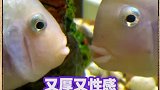 听说垃圾桶都收到花了，阿奇还没有