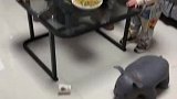 妈妈吐槽孩子吃饭方式易胖