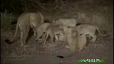 母狮遭到鬣狗围攻，小狮子失去了母亲和同胞
