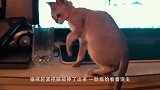 主人长期和猫一起睡，有一天查看监控，发现了诡异的画面