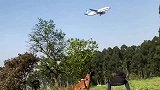 还以为狗子要吃飞机，原来是我看花眼了，不过它跳的真高