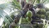 猴子摘椰子每年为果农省千万工钱，速度快不伤果，世代相传摘果猴