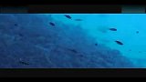 旅游-红海好游景点：玻璃船观珊瑚与海鱼