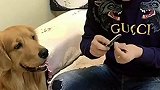 金毛轮胎拿着钱去买火腿肠,把老板娘都弄迷糊了,真逗