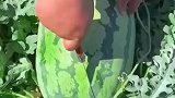 这瓜还能吃吗？打开以后，瞬间没有食欲了