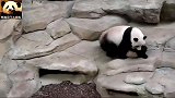 熊猫欢欢：自己生的娃，为啥不能随心所欲地玩？