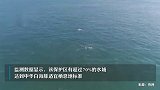 水中精灵！广西合浦又现成群中华白海豚畅游