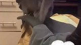 猫咪跳下椅子竟被钩住，下来后一脸惊恐